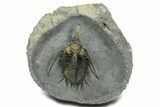 Spiny Psychopyge Trilobite - Top Quality Specimen #363026-2